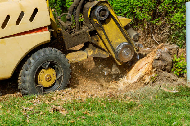 How Our Tree Care Process Works  in  Mineville, NY