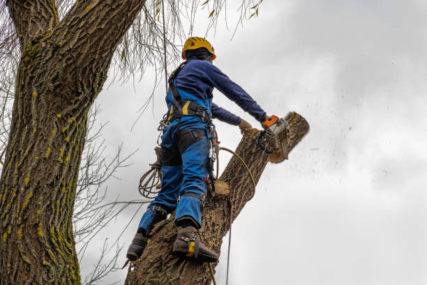 Professional Tree Services in Mineville, NY